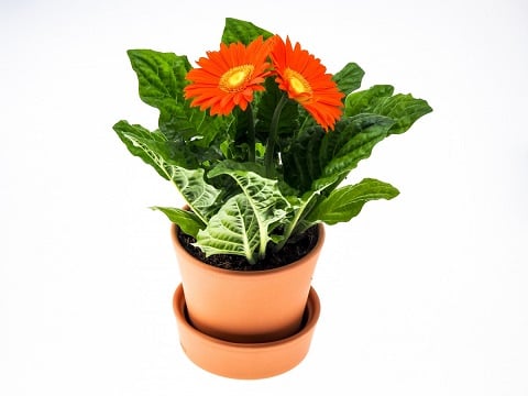 piante da scrivania - Gerbera