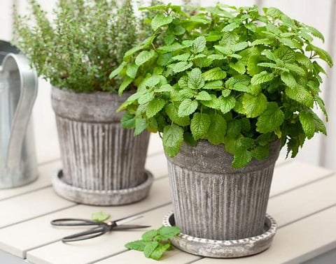 piante da scrivania - Melissa